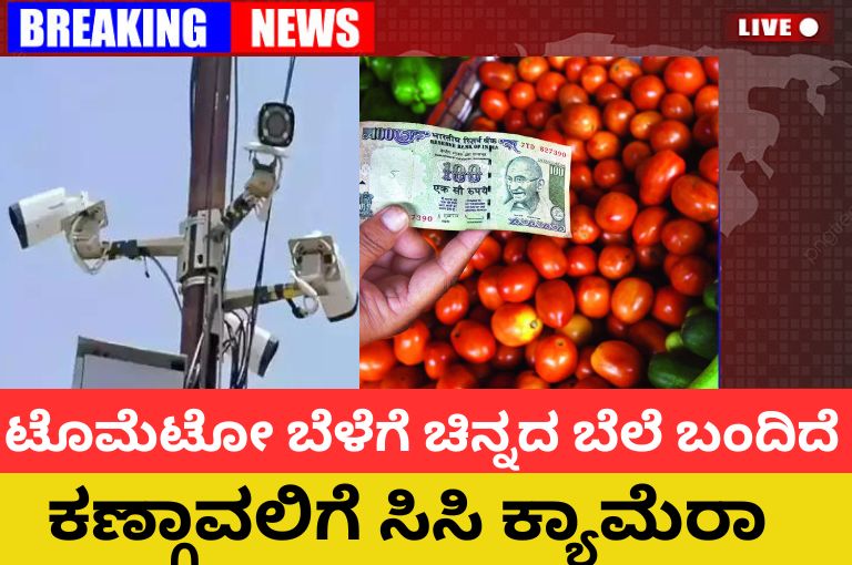 Gold price for tomato crop