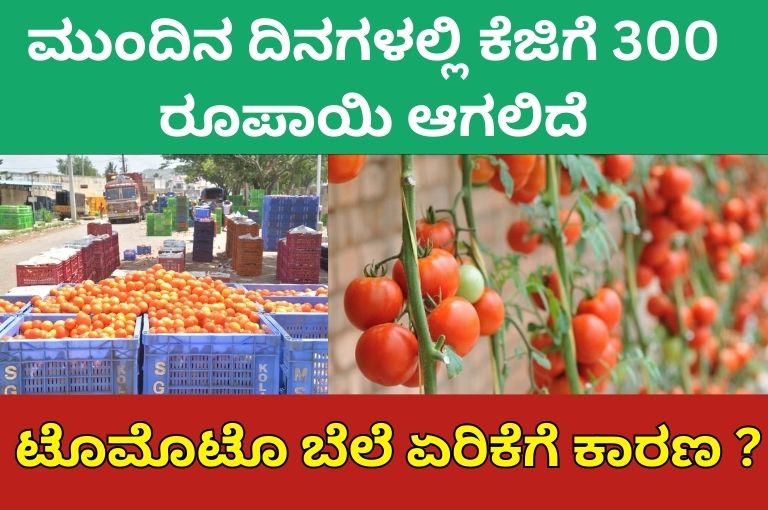 Tomato price hike