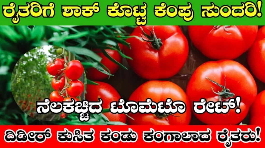 tomato price down